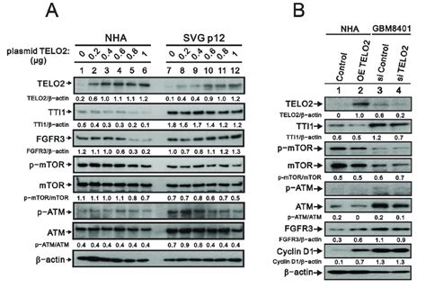 The Effects Of Telo Overexpression In Normal Glial Cell Lines And