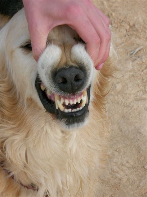 Por Qué Un Perro Le Gruñe A Una Persona