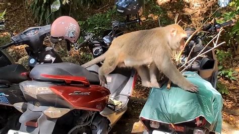 柴山獼猴又作亂！掀開機車椅墊 翻置物廂覓食｜東森新聞：新聞在哪 東森就在哪裡