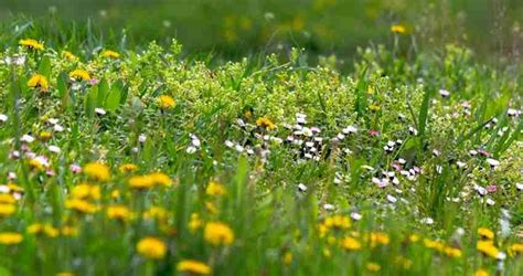 What Are Most Common Yard Weeds | How Do I Get Rid Of Them