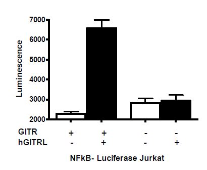 Gitr Nf Kappab Luciferase Reporter Luc Jurkat Cell Line Bps