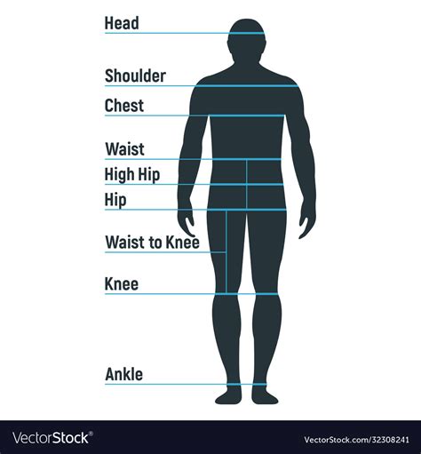 Male Size Chart Anatomy Human Character People Vector Image