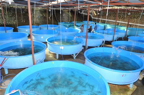 Department Of Commercial Aquaculture St Alberts College Autonomous