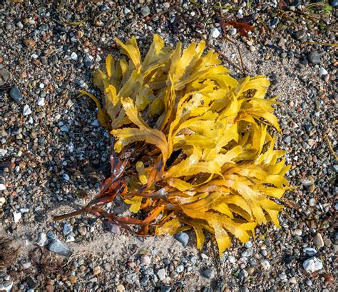Brown algae absorb half a billion tons of CO2 each year - Earth.com