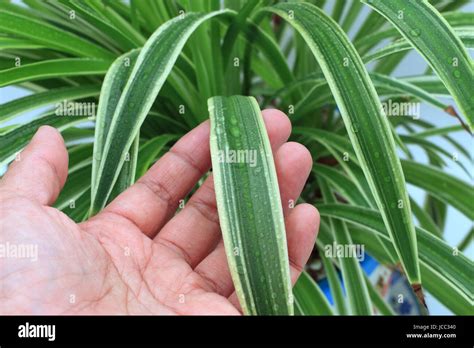 Close Up Chlorophytum Comosum Variegatum Or Also Known As Spider Plant Growing In A Pot Stock