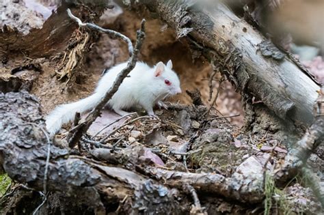 Rare Albino Least Chipmunk Outside Den In Glacier National Park Stock Photo - Download Image Now ...