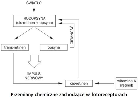 Narządy Zmysłów Oko Narząd Wzroku Biologia Opracowaniapl