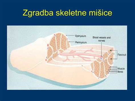 Ppt Molekularni Mehanizmi Mišičnega Propadanja Pri Kaheksiji