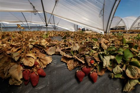 Klimatski Izvje Taj Evropa Je Kontinent Koji Se Zagrijava Najbr E Na