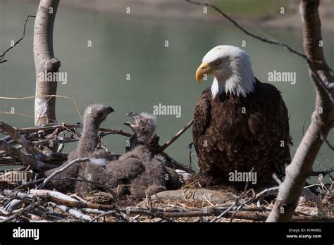 Bald Eagle Haliaeetus Leucocephalus Parent At Nest With Chicks Yukon