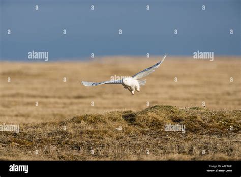 Alaska Male Snowy Owl Flying Above Tundra Near Barrow Bubo Scandiacus