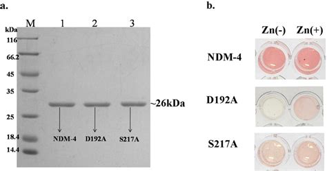 Protein Purification And Nitrocefin Hydrolysis Assay Of Ndm 4 And Its