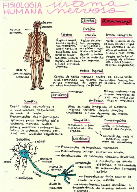 Sistema Nervoso [resumos E Mapas Mentais] Infinittus