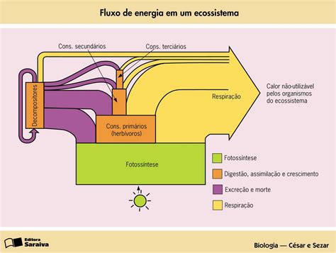 Como Ocorre O Fluxo De Energia Nos Ecossistemas - Ecologia: Energia e Matéria nos Ecossistemas: O FLUXO DE ENERGIA NA ...