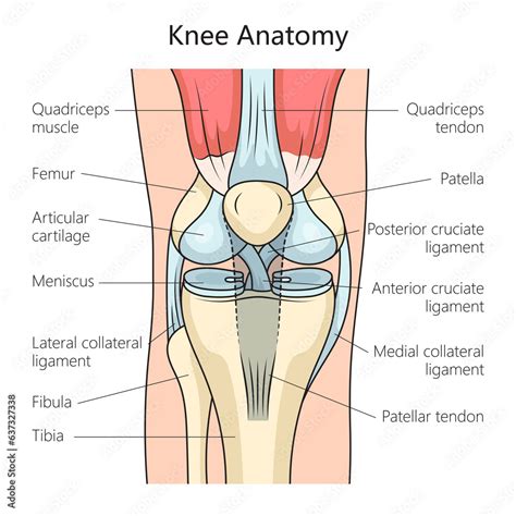 Anatomy of the human knee joint structure diagram schematic raster