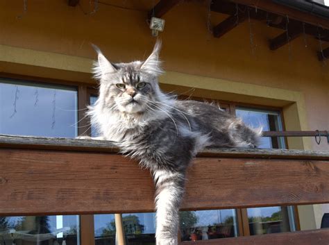 Maine Coon kotka pohodowlana adopcja płatna Stepnica OLX pl