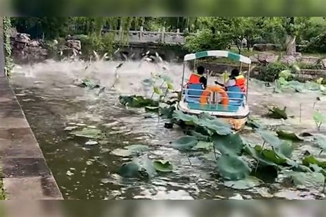 大明湖雨后上演“鱼跃龙门”奇景，雨后湖里缺氧，十多条鱼跳上船