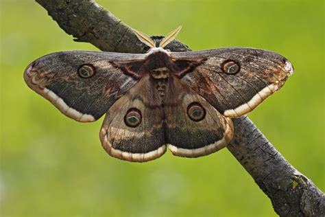 Why Are Moths Attracted To Light Aruba Today