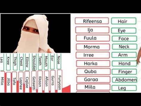 Learning Afan Oromo In English Part 11 Barumsaa Afaan Oromoo Fi