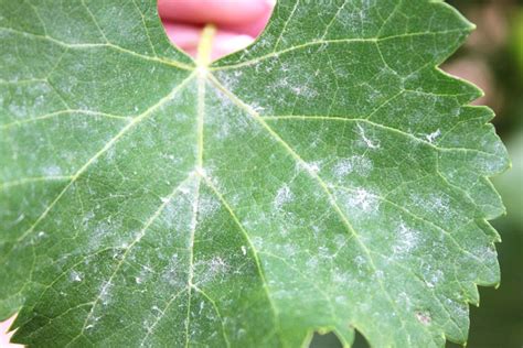 Come Curare Il Mal Bianco Dalle Piante Come Prevenire E Rimedi Naturali