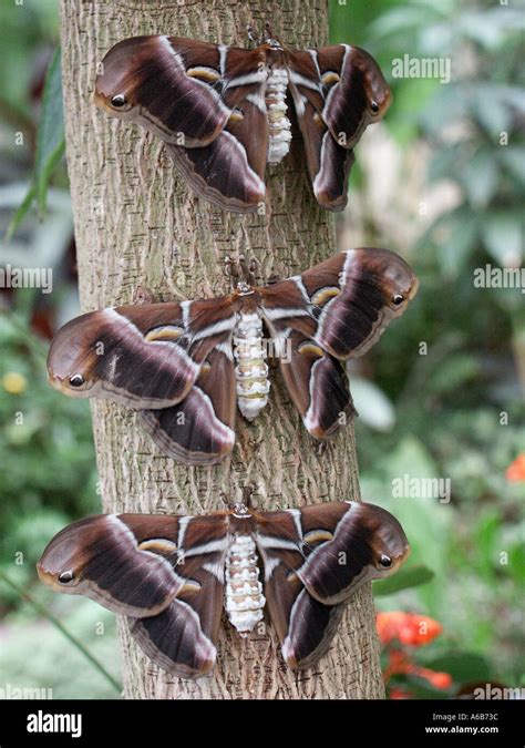 Hatched Eri Silk Moths Samia Cynthia At Butterfly Farm Icod De Los