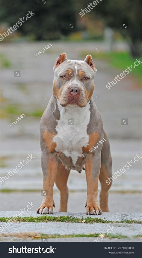 52 Xl American Bully Images, Stock Photos & Vectors | Shutterstock