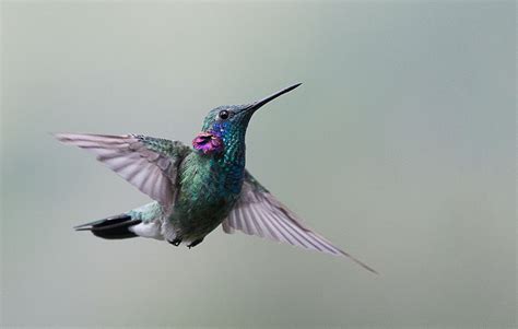 Hummingbird In Flight