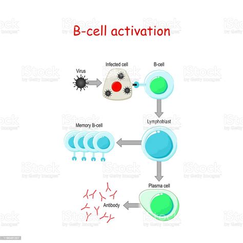 B Cells Activation Stock Illustration - Download Image Now - Receptor ... 