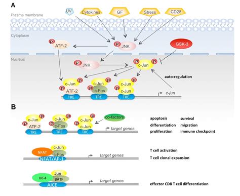 Cells Free Full Text The Multifaceted Output Of C Jun Biological