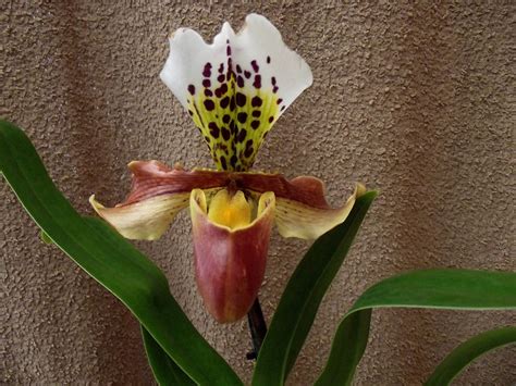 Paphiopedilum US hybrid(7) | Spicesotic plants