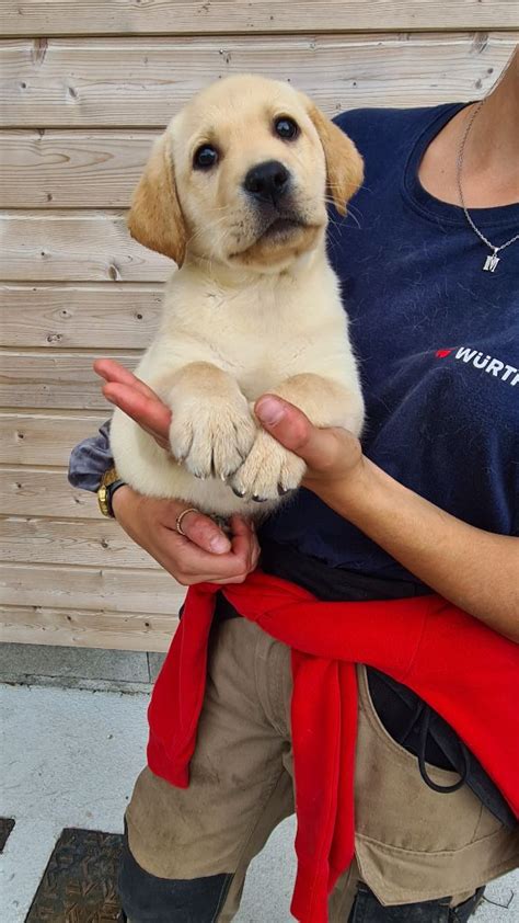 Elevage Des Bocages Du Pays De Bray Eleveur De Chiens Labrador Retriever