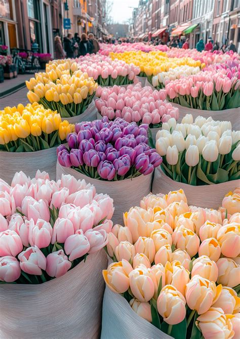 tulip aesthetic pictures tulips aesthetic photography preppy tulips