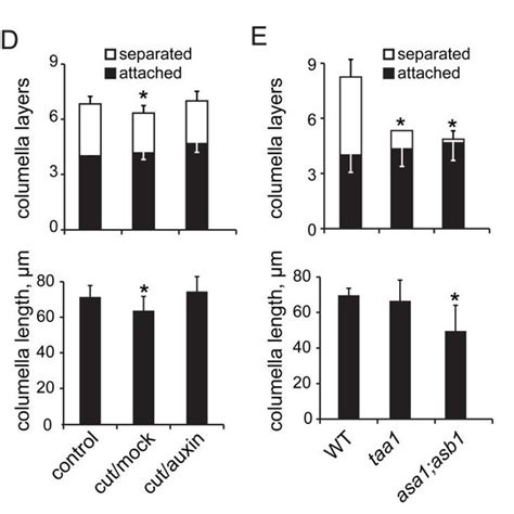 An Auxin Gradient Regulates Root Cap Size A Auxin Response Dr5gfp