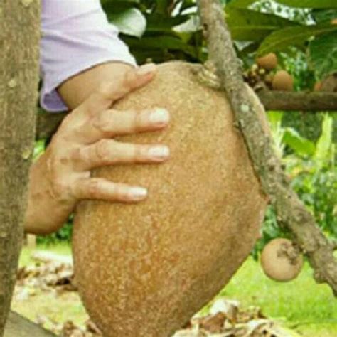 Jual Tanaman Buah Sawo Jumbo Sawo Raksasa Dm Shopee Indonesia