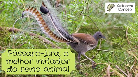 Pássaro Lira o melhor imitador do reino animal YouTube