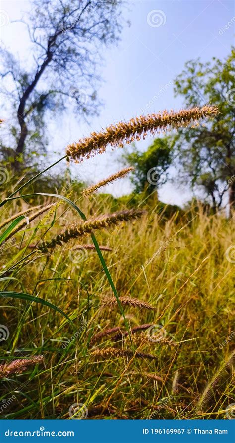 Wild Grass Flowers In Forest Stock Image Image Of Garden Herbal