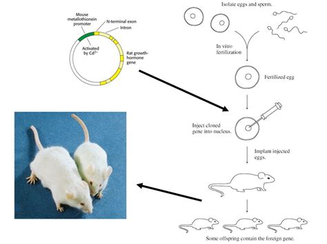 Chapter 23 Part 1 Recombinant DNA Technology Cloning Vector Required