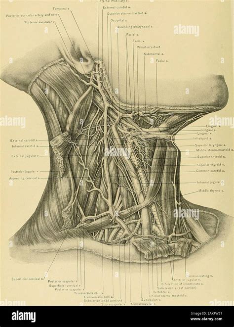 Posterior auricular hi-res stock photography and images - Alamy