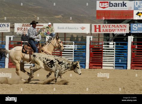 Team Roping, Tie-Down Roping, Calf Roping, Horse, Horses Stock Photo - Alamy