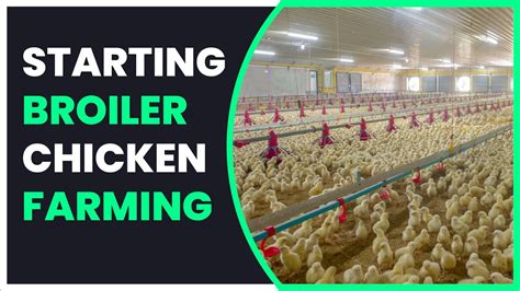 How To Get Started With Broiler Chicken Farming Project In Zimbabwe