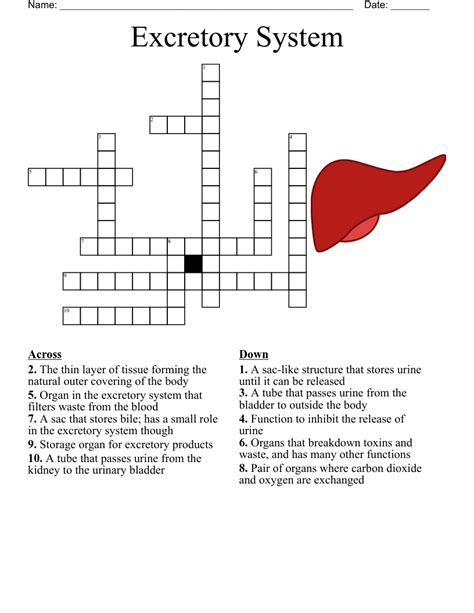 Excretory System Crossword Wordmint