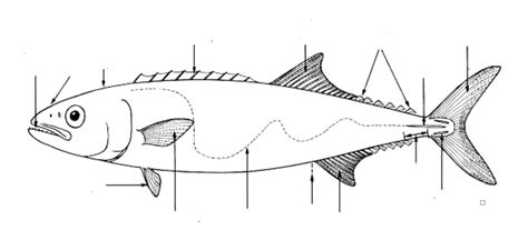 Fish diagram 1 Diagram | Quizlet