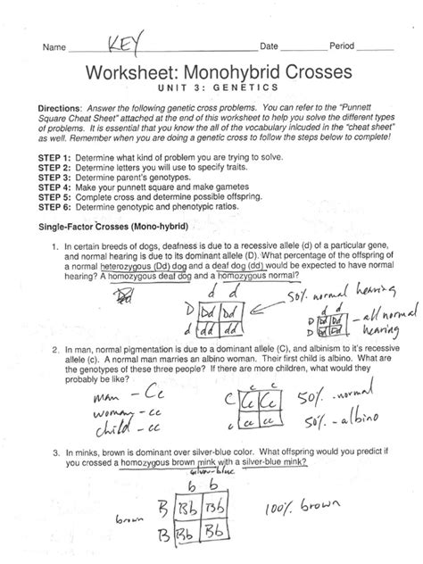 Monohybrid Cross Worksheet Key Pdf Worksheets Library