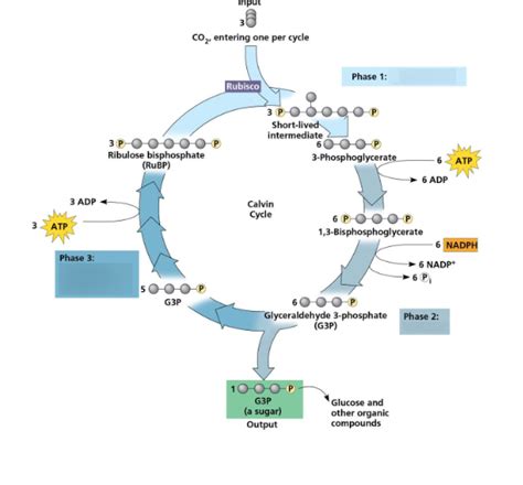 Phases Of The Calvin Cycle Diagram Quizlet