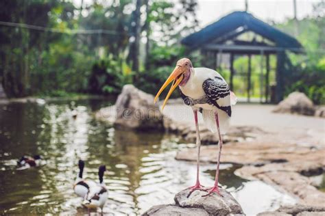 Wildlife and Rainforest Exotic Tropical Birds in a Bird Park Stock ...