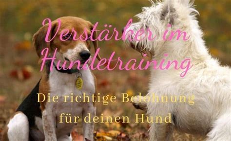 Verstärker im Hundetraining richtige Belohnung für deinen Hund