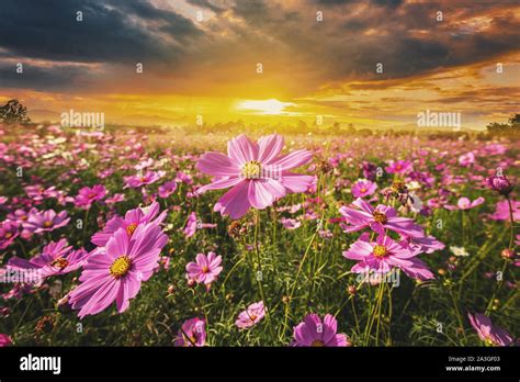 Cosmos Flower Field Meadow And Natural Scenic Landscape Sunset Stock