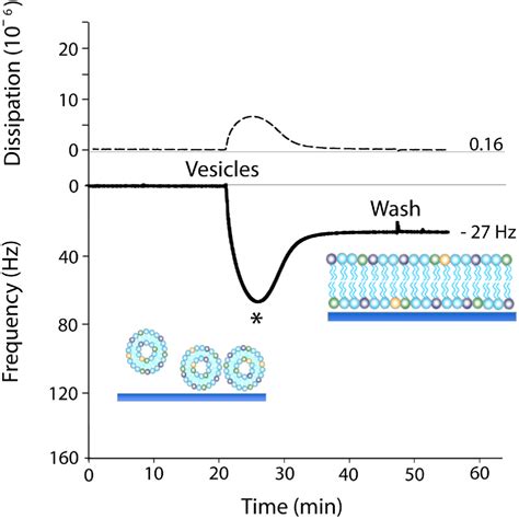 Figure 2 From Model Cell Membranes Techniques To Form Complex