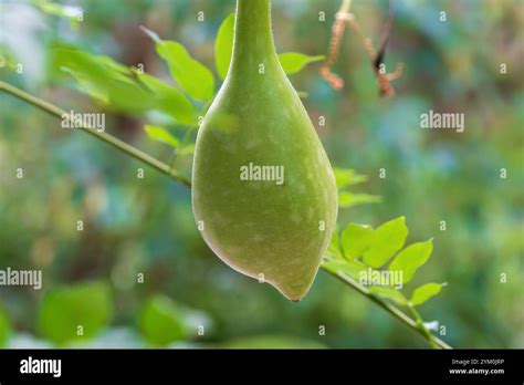 green calabash fruit bottle gourd white flowered gourd long melon