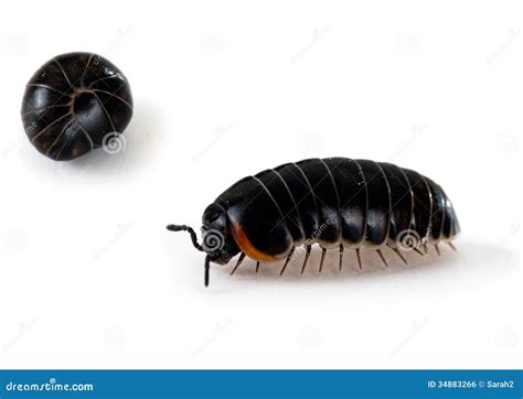 Armadillidium Woodlouse Aka Pill Bug Roly Poly Macro Royalty Free